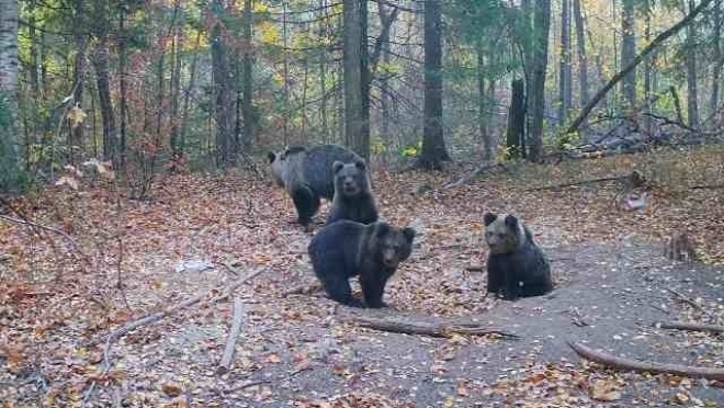 По Национальному парку «Марий Чодра» гуляют медведи