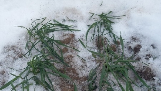 После аномальных морозов на полях Марий Эл проверили состояние озимых культур