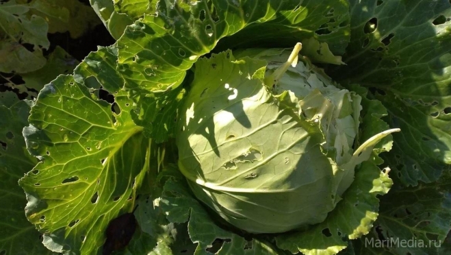 Россельхозцентр Марий Эл объяснил, почему трескается капуста