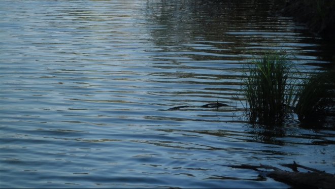 В Юринском районе на Волге утонул мужчина