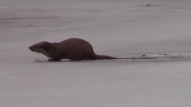 В заповеднике Марий Эл подсмотрели за выдрой