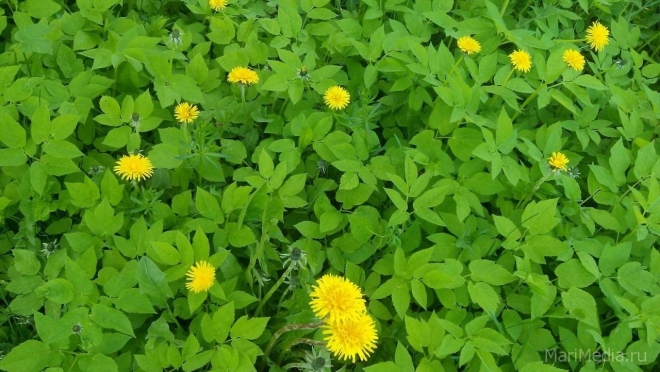 В Марий Эл на неделе сохранится тёплая солнечная погода