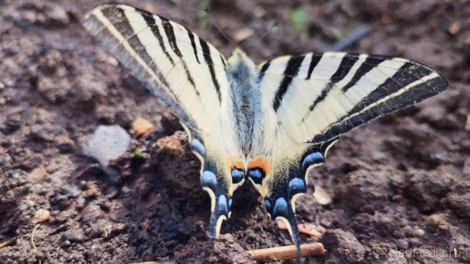 В йошкар-олинских садах «Звёздочка» можно встретить краснокнижную бабочку