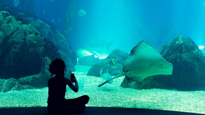 В декабре в Самаре откроют крупнейший океанариум в ПФО