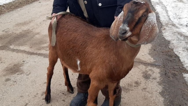 В Волжске живут заводчики редкой породы коз