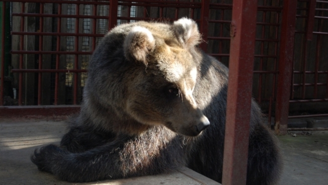 В медведевском мини-зоопарке проснулась медведица Дуся