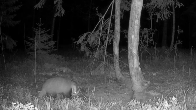 По ночам в заповеднике Марий Эл шумят барсуки