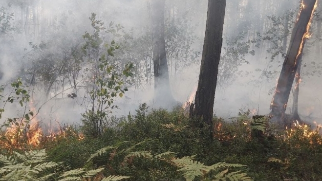 В марийских лесах сейчас чрезвычайно высок риск возникновения пожаров