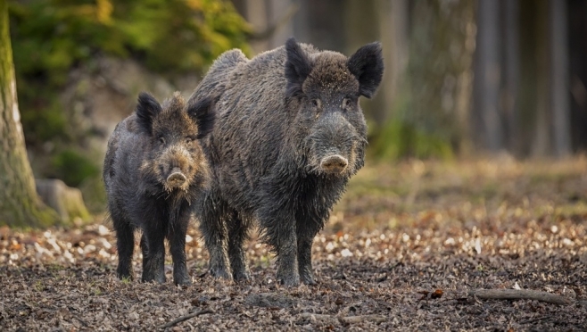 В Килемарском районе ввели карантин по африканской чуме свиней
