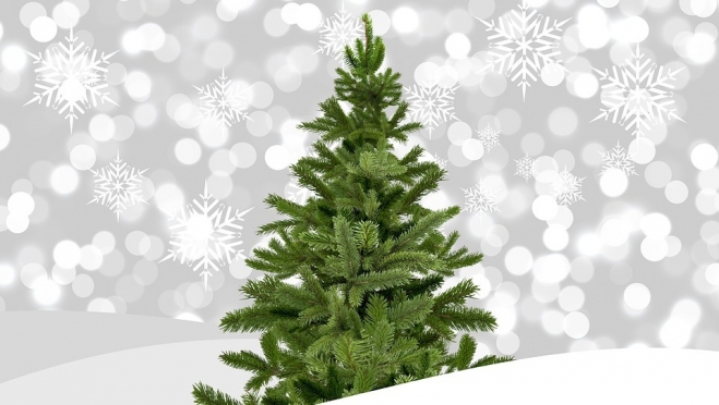 К Новому году жители Марий Эл могут подарить сертификат на посадку ёлок