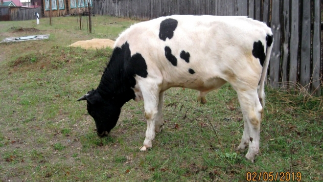 В Юрино скотина пасётся на центральных улицах посёлка