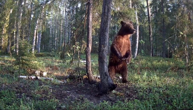 В Нижегородской области медведь повадился выходить к людям