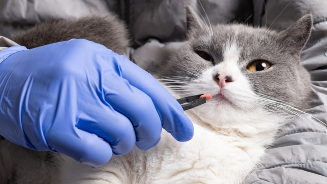 Ветеринарные аптеки смогут сами готовить лекарства для животных