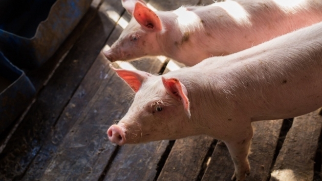 В Горномарийском районе установили карантин по африканской чуме свиней