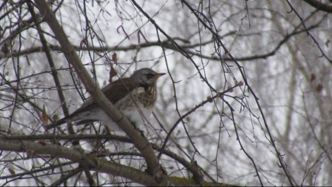 Орнитологи Марий Эл разбираются в поведении дроздов-рябинников