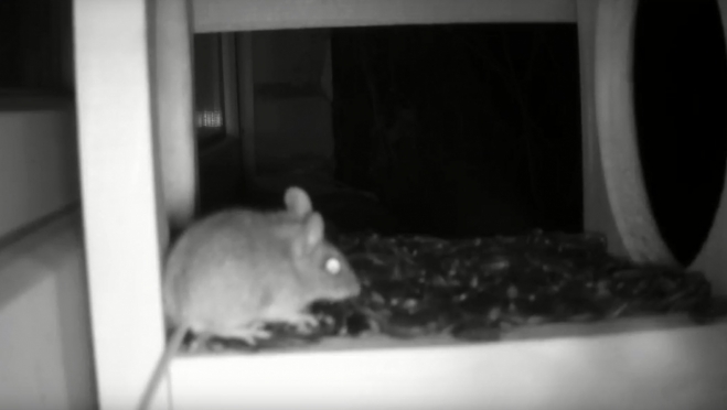 Фотоловушка Ботанического сада засекла воришку