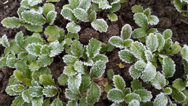 Синоптики предупреждают жителей Марий Эл о заморозках