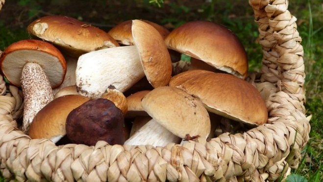 Грибы нужно правильно не только собирать, но и консервировать