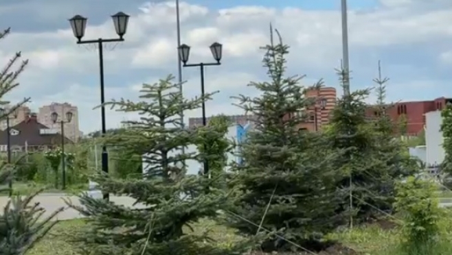 В Марий парке и Аллее здоровья в Йошкар-Оле высадили несколько десятков деревьев