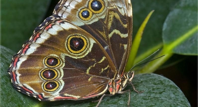 Живые тропические бабочки