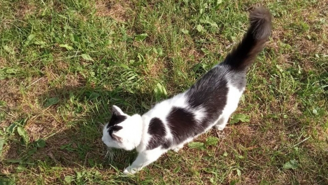 В лицее № 27 школьники  сильно раскормили кота-охранника Небоську