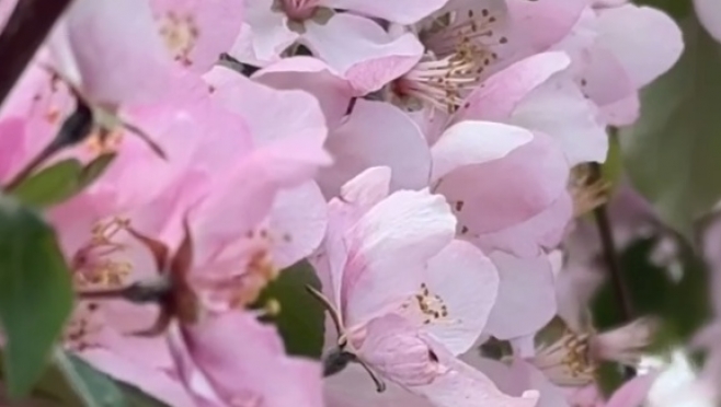 В Йошкар-Оле высаживают декоративные «розовые» яблони