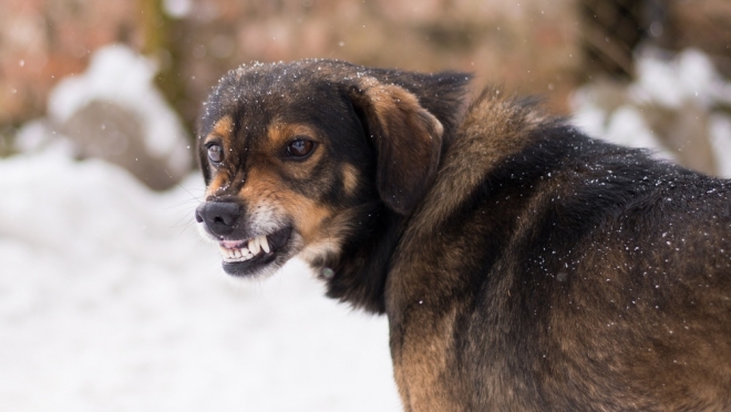 За 2 месяца животные покусали 246 жителей Марий Эл