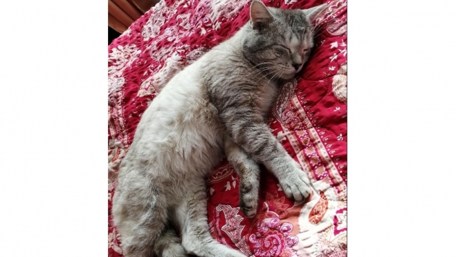 Сегодня в России День домашних животных