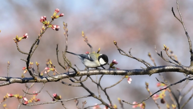 Опубликован рейтинг самых дешёвых направлений для весенних путешествий