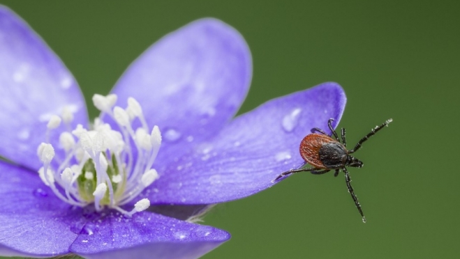 В Марий Эл за неделю клещи покусали почти три десятка детей