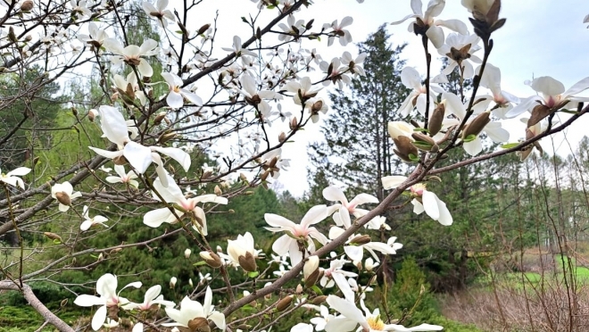 К 85-летию Ботанического сада в Йошкар-Оле зацвела магнолия