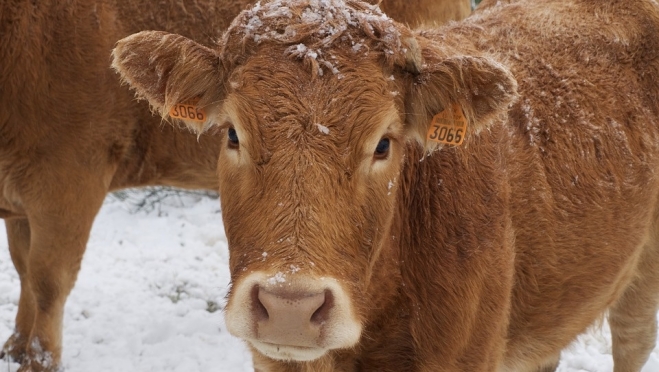 В Марий Эл домашний скот прививают от бешенства и сибирской язвы