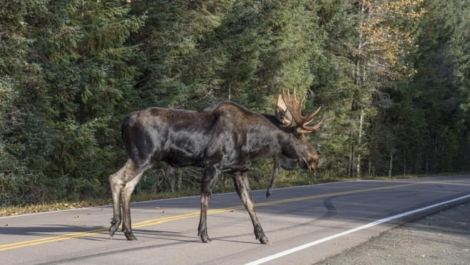 В Марий Эл в период гона открылась охота на лося
