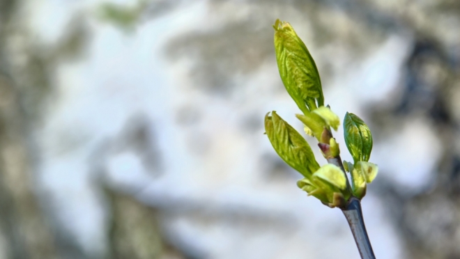 В Марий Эл к концу рабочей недели воздух прогреется до +25ºС