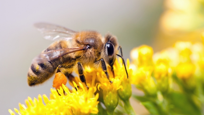 Содержать медоносных пчёл будут по новым правилам