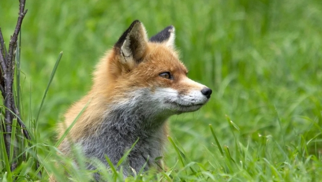 В Марий Эл проводят дополнительную иммунизацию диких животных против бешенства
