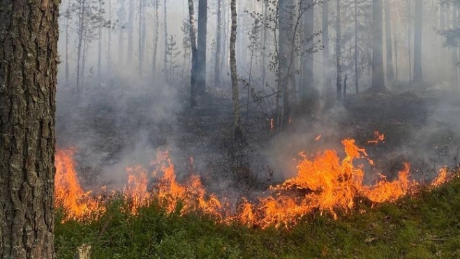 На 6 сентября в лесах Марий Эл установлен 4 класс пожароопасности