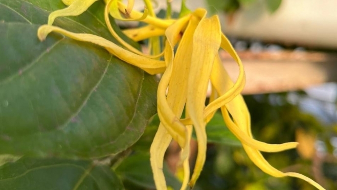 В оранжерее Ботсада в Йошкар-Оле зацвёл иланг-иланг