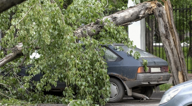 Если дерево упало на припаркованную машину, что делать