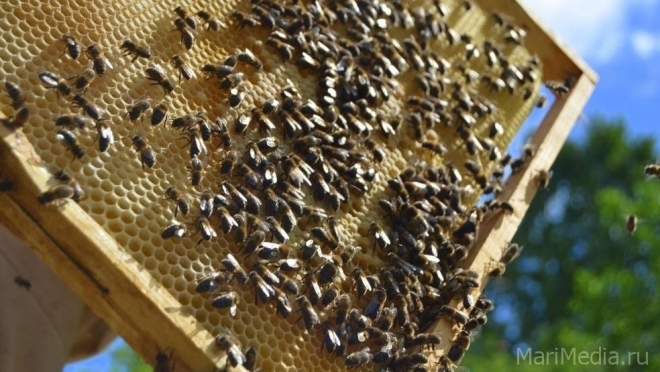 В Марий Эл «трудится» 25 732 семьи медоносных пчёл