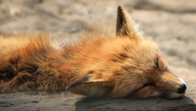 В Марий Эл бешеная лиса сцепилась с собакой