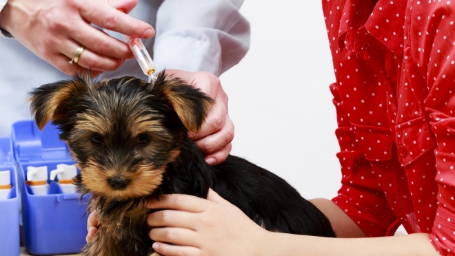 Рекомендации ветеринаров по вакцинации домашних питомцев