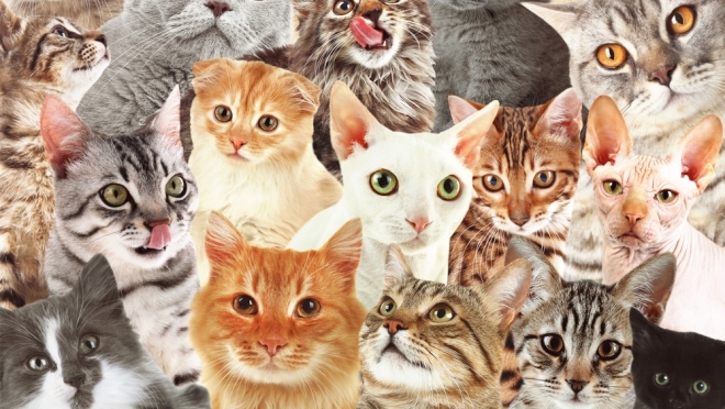 Йошкаролинка держит в квартире тридцать кошек и трёх собак