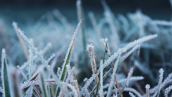 В Марий Эл замёрзли озимые
