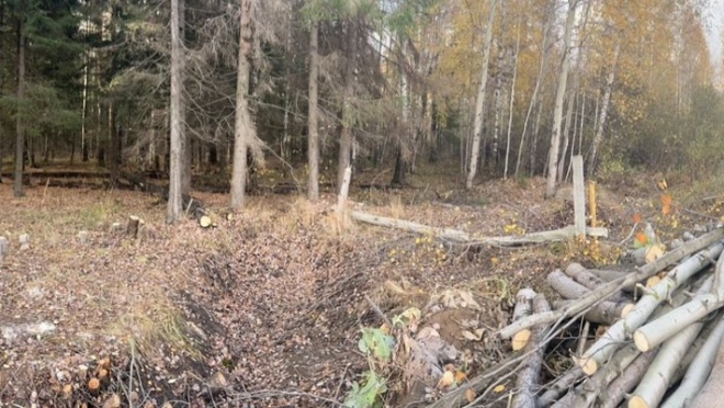 В Куярском лесничестве незаконно срубили 45 осин