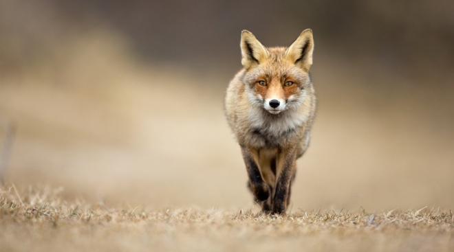 В деревне Корта в Медведевском районе подтвердилось бешенство лисы