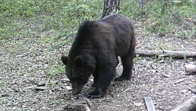 Руководитель Департамента животного мира Марий Эл пояснил, что делать при встрече с медведем