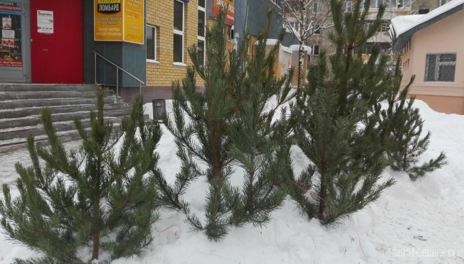 В Йошкар-Оле открылись ёлочные базары