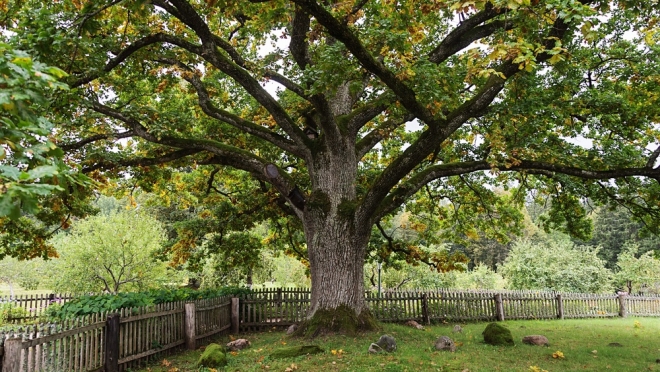 Жители Марий Эл могут помочь выбрать главное дерево страны