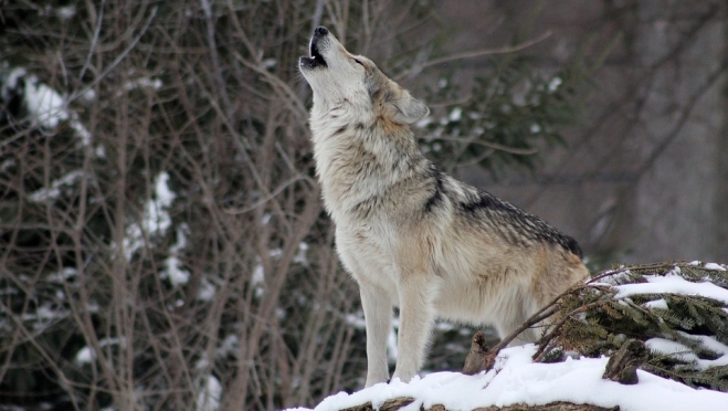 В январе в Марий Эл пройдёт «перепись» диких животных